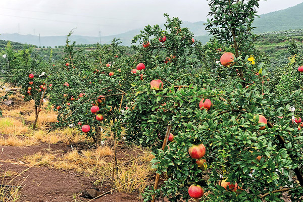 008PG国际(中国集团)-官方网站